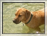 mokry, Rhodesian ridgeback, woda