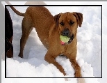 Rhodesian ridgeback, �nieg, pi�ka